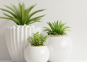 How to Order Plants Online?
